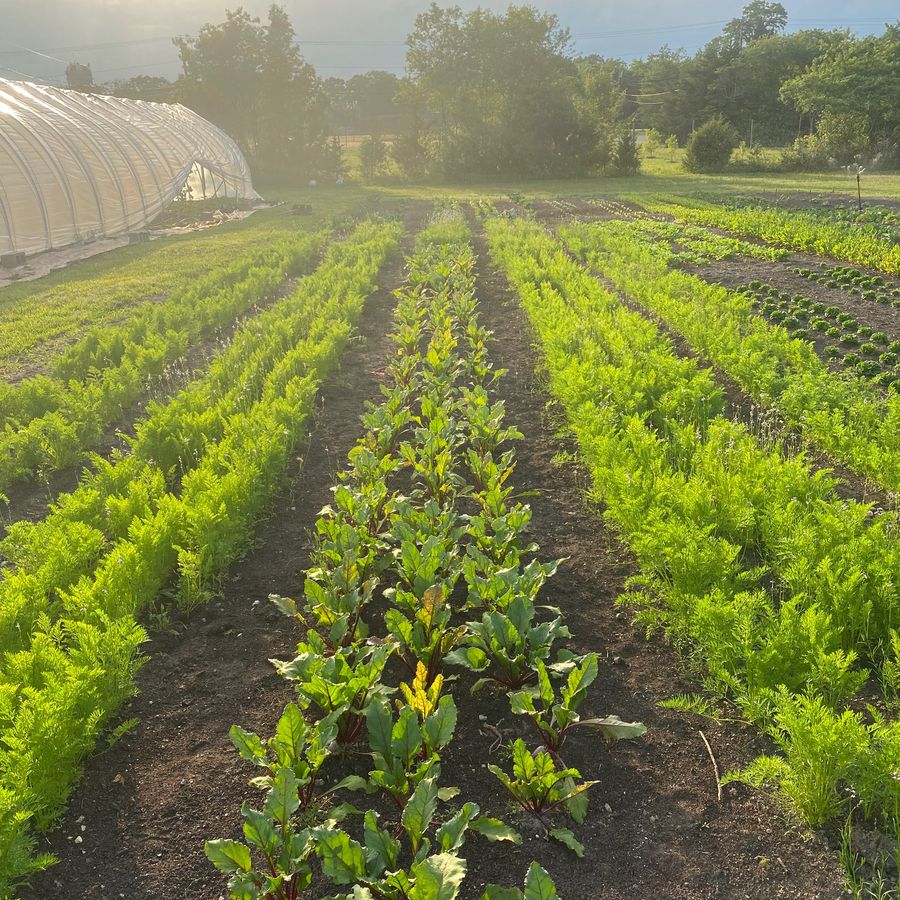 Carrot rows at sunrise
