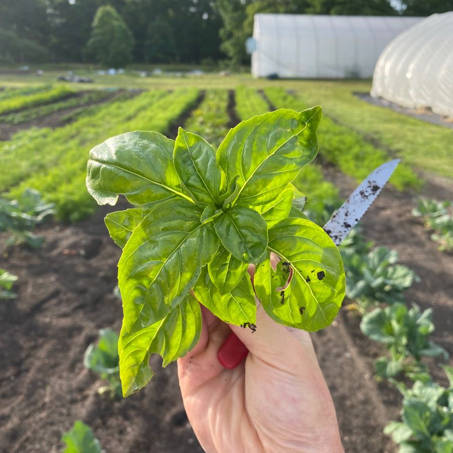 Picking basil for the stand