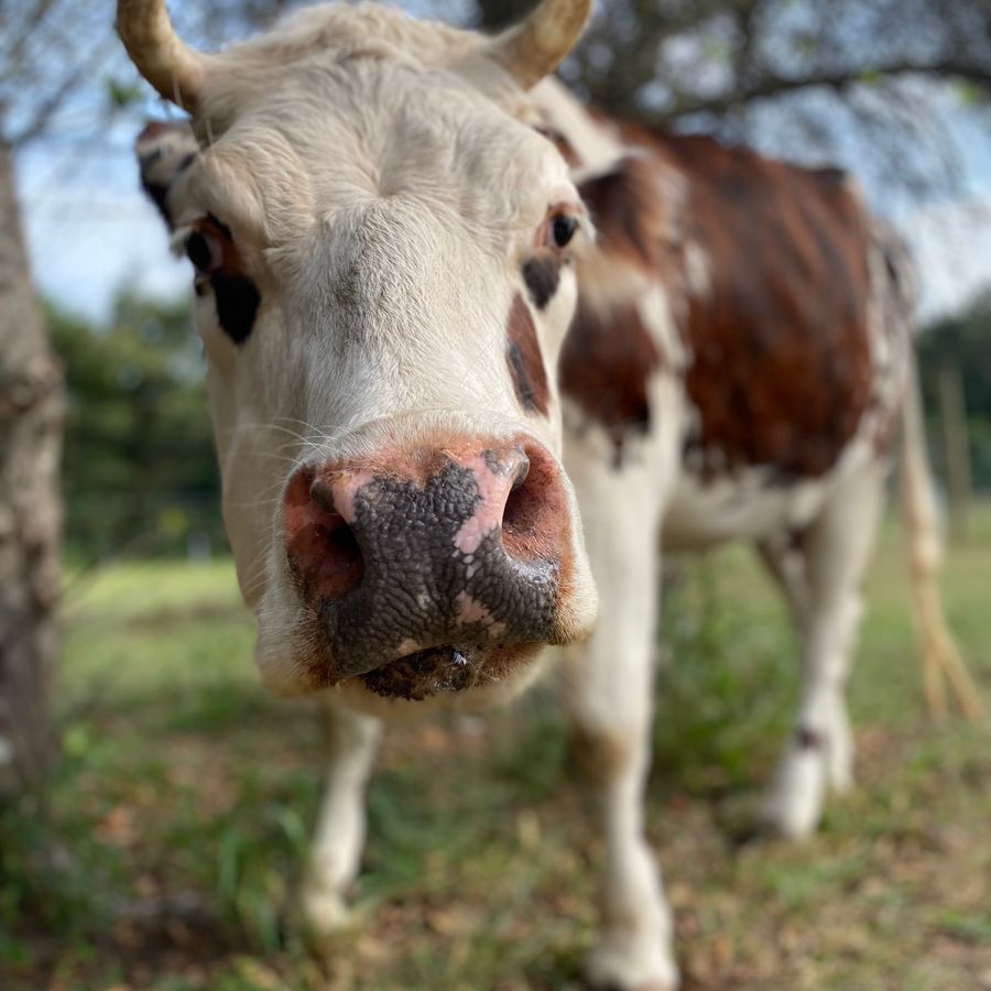 One of our cows saying hello