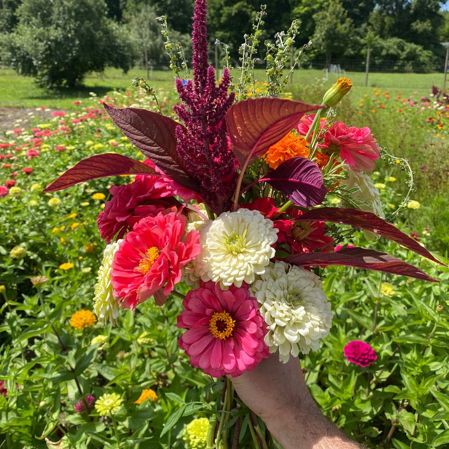 Amaranth, dahlias and zinnias