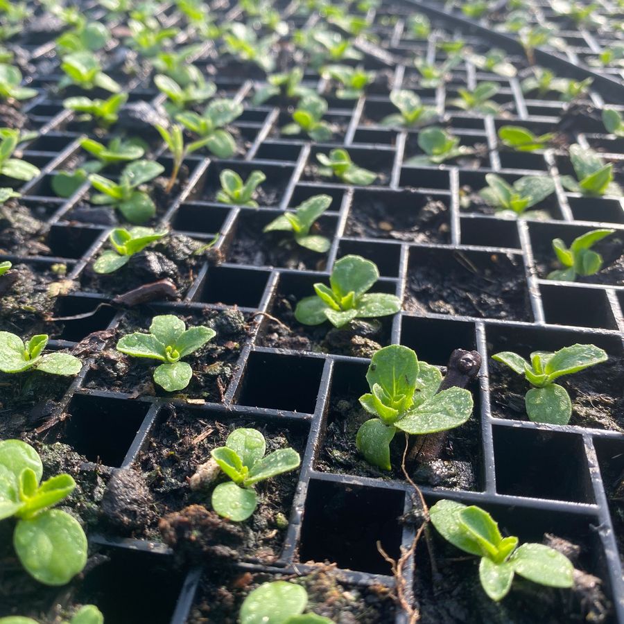 Seedlings starting in the nursery