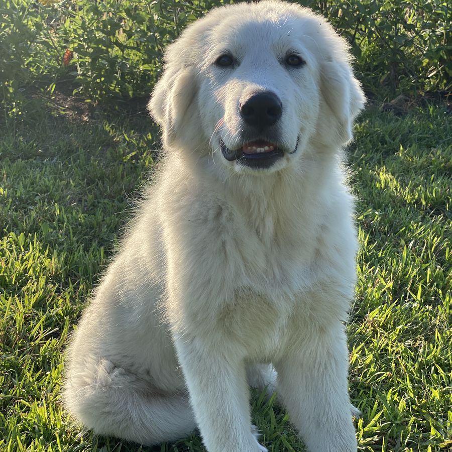 Our farm dog keeping watch