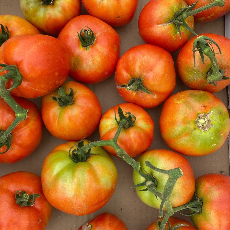 Heirloom tomatoes, just picked