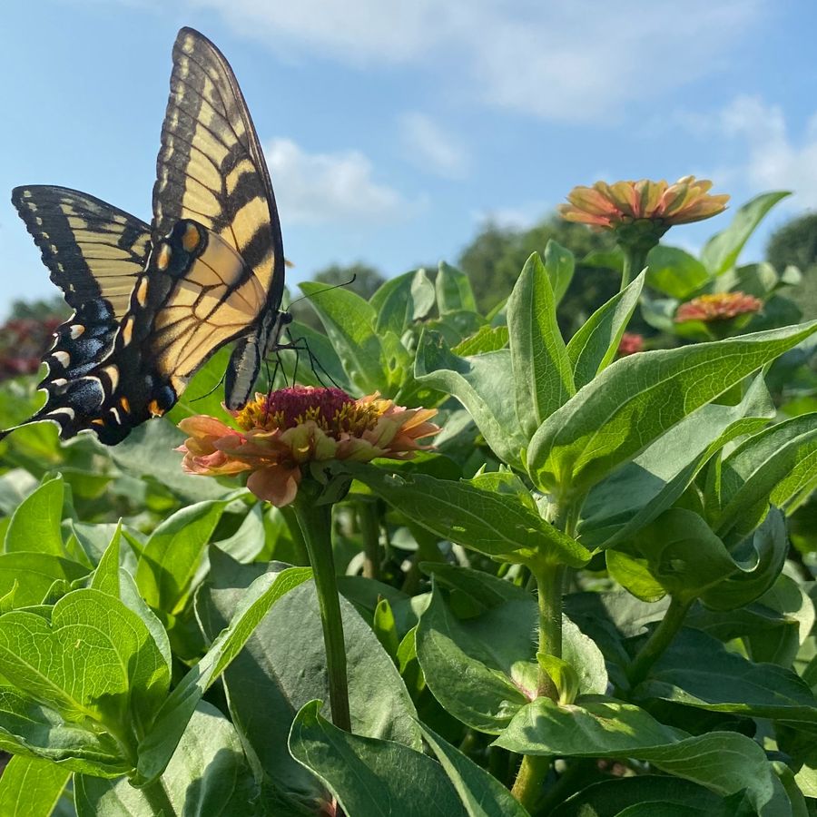 A swallowtail on the zinnias