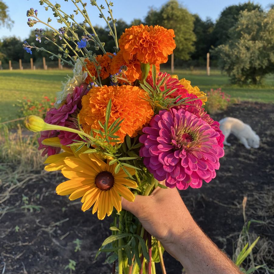 A zinnia bouquet from the field