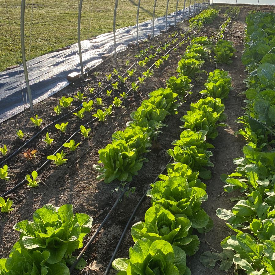 Lettuce rows in the hoop house