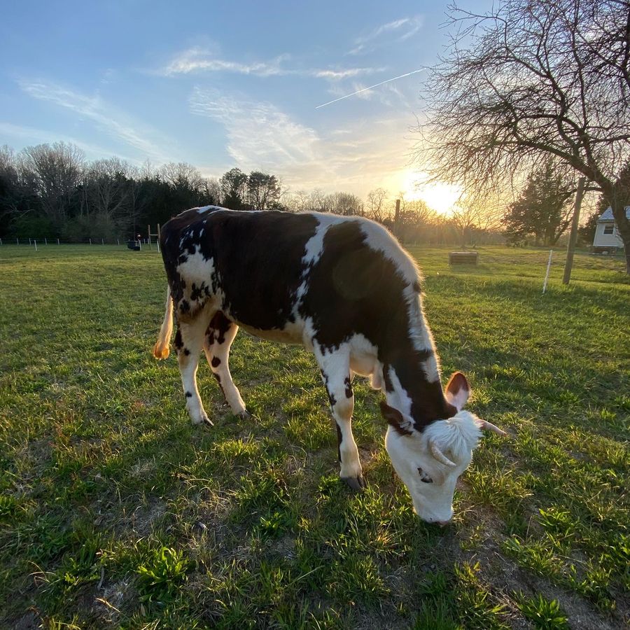 Evening grazing in the pasture